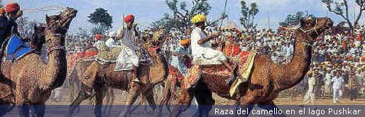 camel-race--at-pushkar_sp